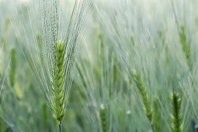 green wheat in close up photography